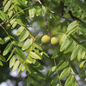 Black Walnut