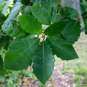 Chestnut Oak