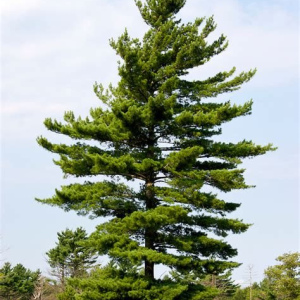 White Pine