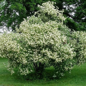 Gray Dogwood
