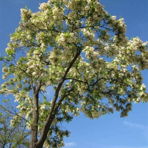 Black Locust