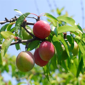 Chickasaw Plum