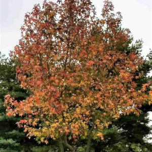 Sweetgum