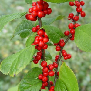 Winterberry
