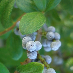 Northern Bayberry
