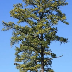 Loblolly Pine