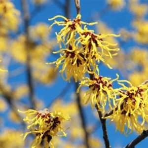 Witch-hazel