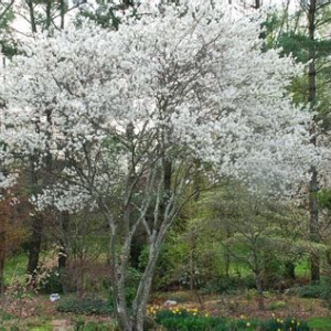 Serviceberry