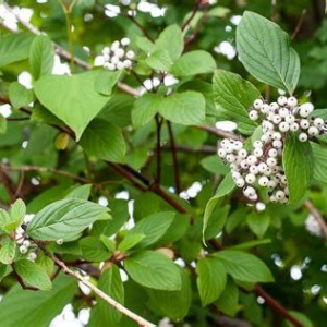 Red Osier Dogwood